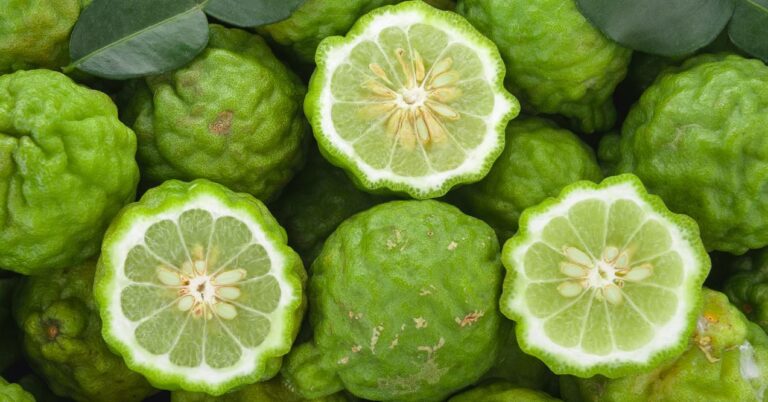 bergamot benefits, health risks, uses and more